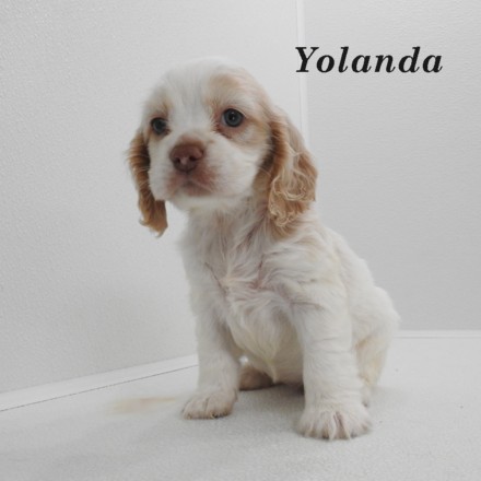 puppy, for, sale, Cocker Spaniel, Joe & Cherri  Overlease, dog, breeder, Miller, MO, dog-breeder, puppy-for-sale, forsale, nearby, find, puppyfind, locator, puppylocator, aca